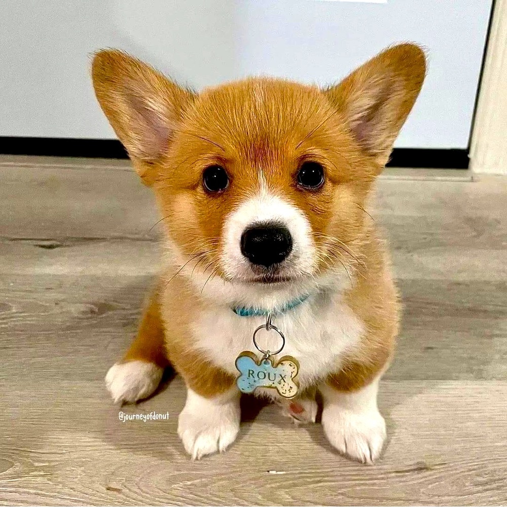 Meet your Posher, Sammy